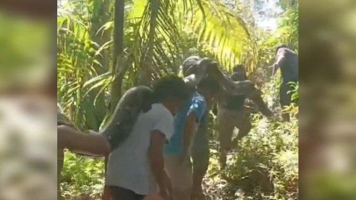 Detik-detik Sapi Bersuara Keras Saat Digembala, Ternyata Melihat Ular Piton Super Besar