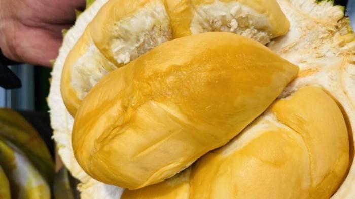 Durian Black Thorn