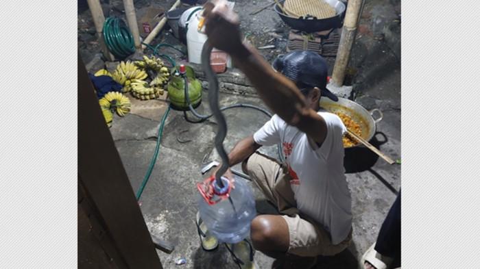 EVAKUASI - Ular kobra Jawa sepanjang 1,2 meter diamankan relawan Exalos Indonesia Regional Klaten, Mardiyono, di Desa Baran, Kecamatan Cawas, Kabupaten Klaten, Jawa Tengah, Sabtu (6/12/2025).