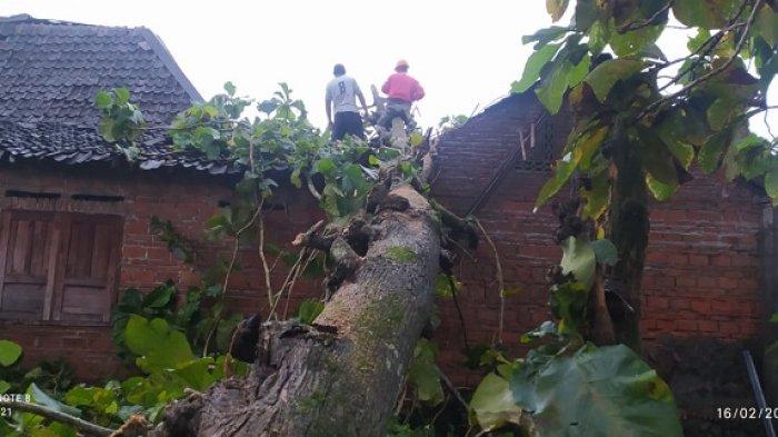 BENCANA: Pohon tumbang menimpa rumah akibat hujan disertai angin kencang yang melanda wilayah Sleman Senin (16/2/2026). Petugas berjibaku melakukan penanganan darurat dan melakukan asesmen dampak kejadian.
