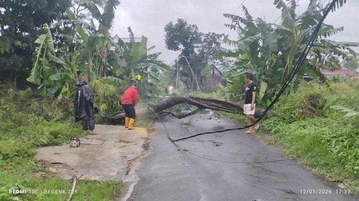 EVAKUASI: Proses evakuasi terhadap pohon tumbang akibat hujan lebat disertai angin kencang yang melanda wilayah Kabupaten Sleman senin (12/1/2026) petang.