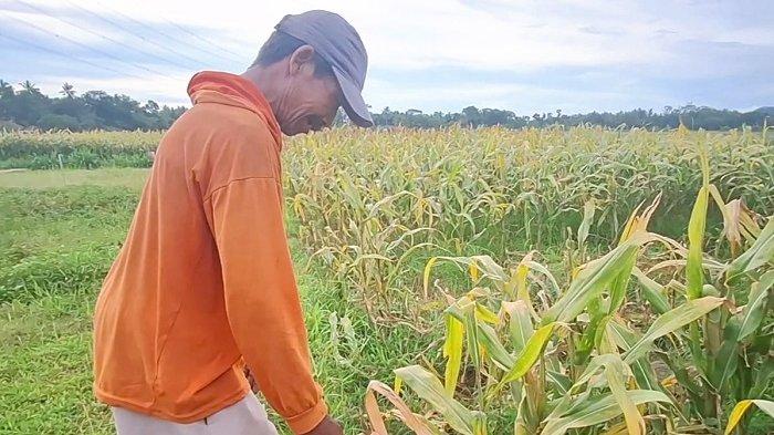 Hujan Beberapa Hari, Puluhan Hektare Lahan Pertanian di Kulon Progo Terendam