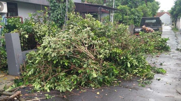 Hujan Deras di Sleman, Pohon Rambutan Tumbang Timpa Halaman Rumah