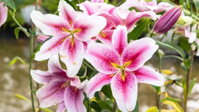 Lilies