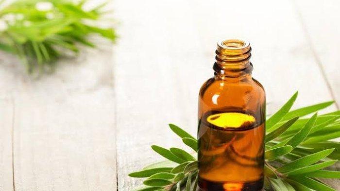 Minyak Tea tree