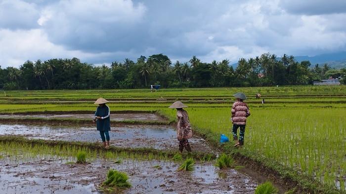 DPP Kulon Progo Yakin Masa Tanam Padi Pertama Aman Meski Dilanda Cuaca Ekstrem