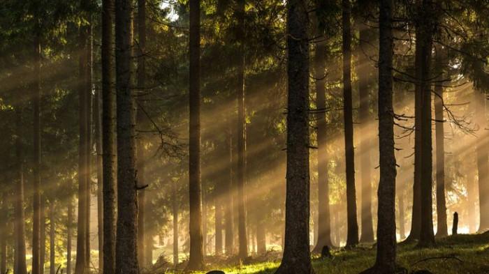 Natural sunlight in the woods