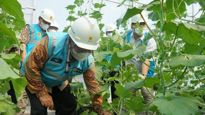 PLN Jangkau 29.679 Pelanggan Sektor Pertanian, Peternakan dan Perikanan di Jawa Tengah DIY