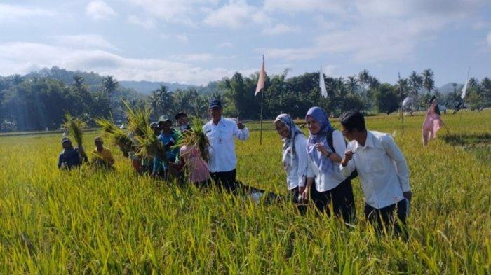 Panen Padi Perdana di Gunungkidul, 1 Hektare Hasilkan 6,8 Ton Gabah Kering