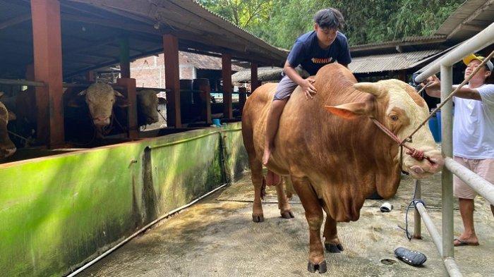 Pemkab Bantul Berburu Hewan Kurban untuk Dibeli Presiden RI, 10 Sapi Masuk Seleksi