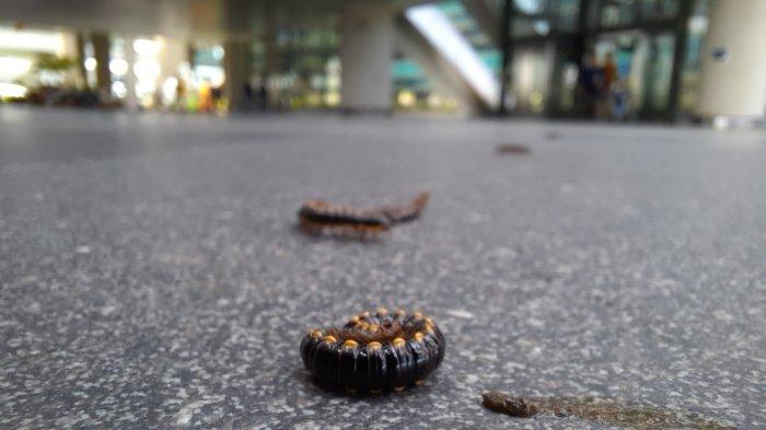 Kawasan YIA Kulon Progo 'Diserang' Ulat Bulu, Faktor Cuaca Disebut Jadi Penyebab