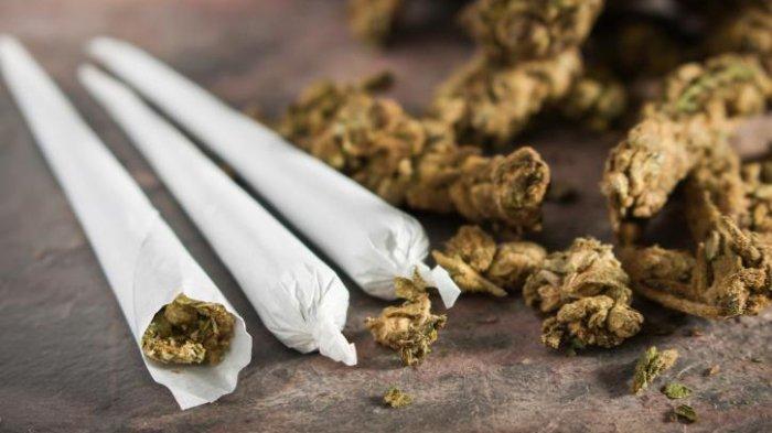 Pengakuan Agen Ganja Asal Magelang Gunakan Sistem Ranjau di Sleman, Jogja dan Semarang