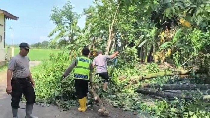 Sinergi TNI-Polri dan Relawan Bersihkan Pohon Tumbang di Klaten Akibat Cuaca Ekstrem