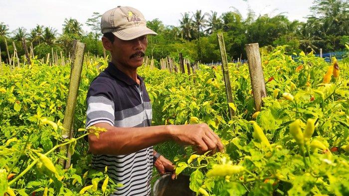 BPS DIY Bakal Lakukan Sensus Pertanian Untuk Potret Perkembangan Pertanian 10 Tahun Terakhir