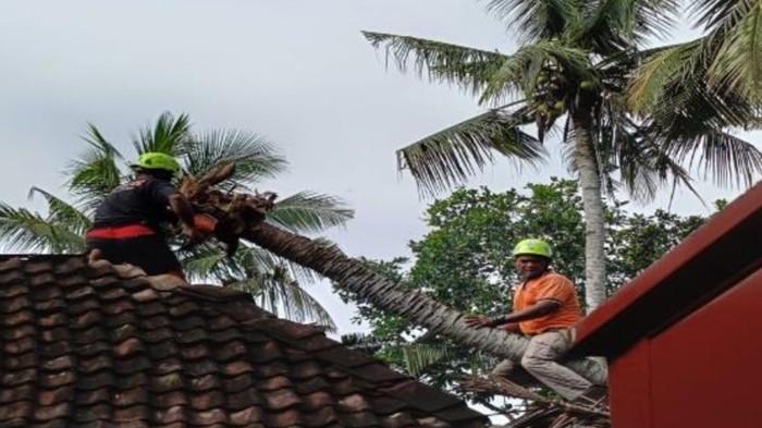 Satu Pohon di Bantul Tumbang dan Timpa Atap Rumah Warga, BPBD Imbau Waspada Cuaca Ekstrem