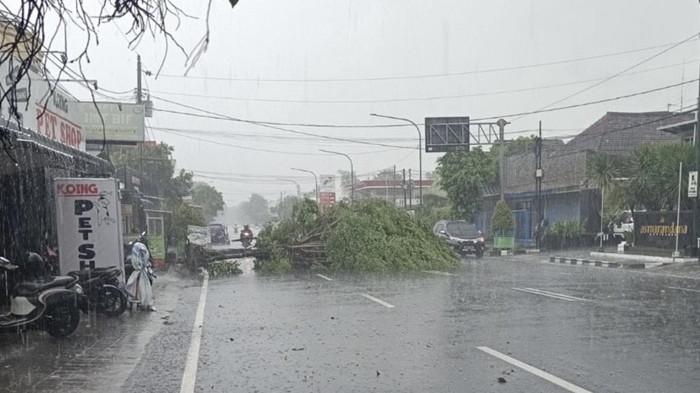 Hujan Disertai Angin Kencang Melanda DIY, Sejumlah Pohon Tumbang dan Rumah Rusak