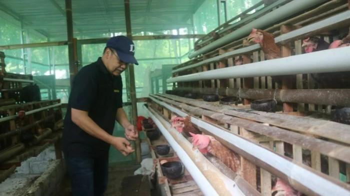 RAHASIA! Pertanian Terpadu SITTI UGM Untung 73 Persen, Kunci Ketahanan Pangan Berkelanjutan di DIY