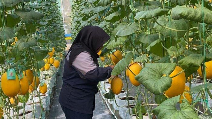 Siswa SMKN 1 Pandak di kebun buah melon sekolah, Kamis (7/5/2026).