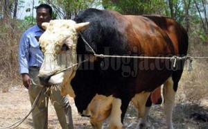 Waspadai Penyakit Hewan Qurban