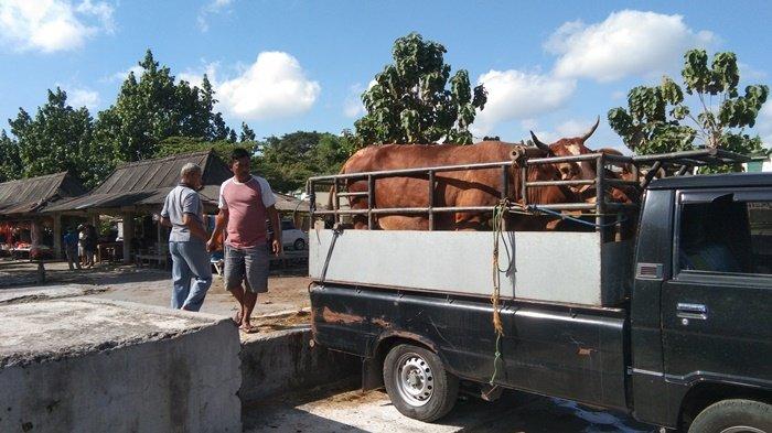 Sri Mulyani Perkirakan Klaten Butuh 70 Ribu Dosis Vaksin PMK untuk Sapi