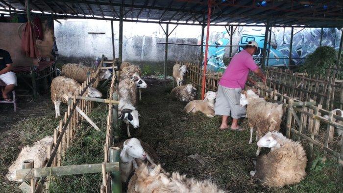Kasus PMK Tinggi, Pedagang Hewan Kurban di Magelang Takut Jual Sapi