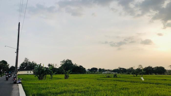 Sunset Sawah Kasihan