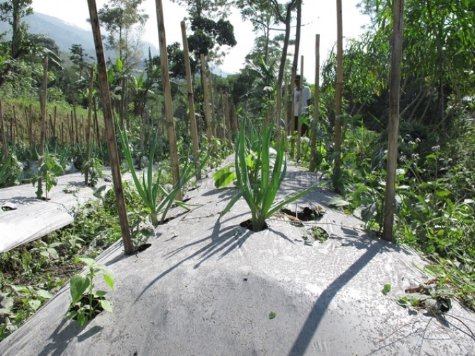 Tanaman Warga Terancam Rusak