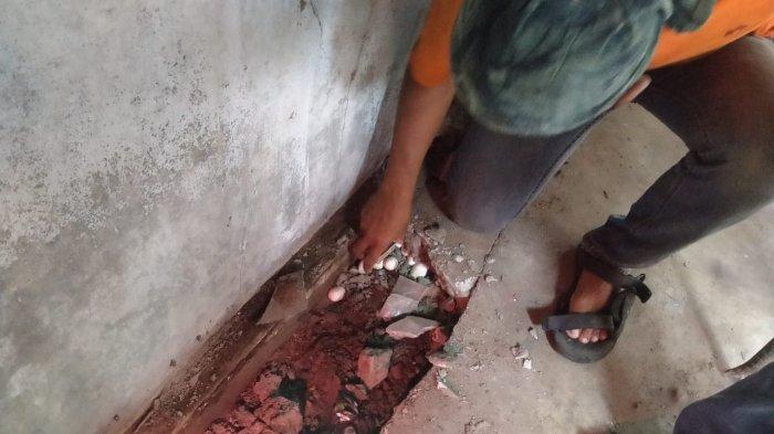 EVAUKUASI TELUR: Tim Exalos Klaten berhasil mengevakuasi 40 butir telur dan dua induk ular kobra Jawa yang bersarang di bawah lantai teras rumah warga Desa Serenan, Kecamatan Juwiring, Kabupaten Klaten, Jawa Tengah, Minggu (16/11/2025).