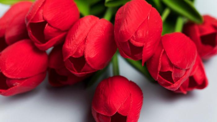 Tulip Merah