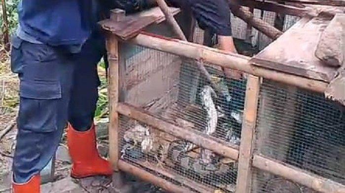 Ular Sanca Kembang Sepanjang 2 Meter Diamankan di Girimulyo Kulon Progo, Sempat Mangsa Ayam Warga