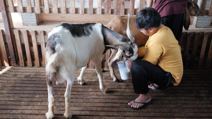 Warga Miskin di Glagaharjo Berdaya Melawan Kemiskinan dengan Ternak Kambing dan Cabai