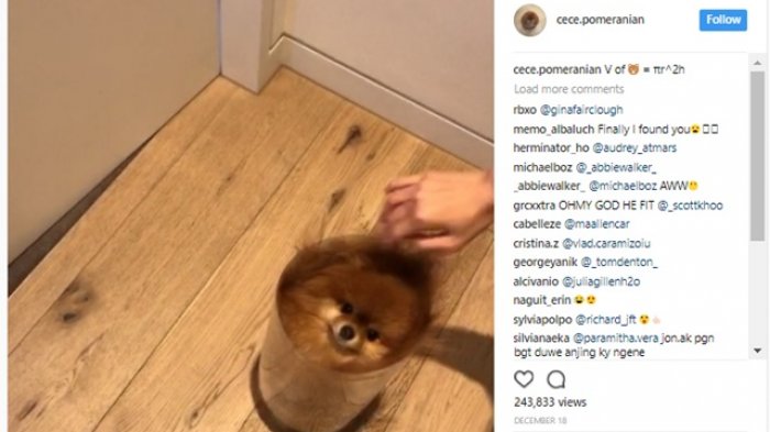 Awalnya Anjing Ini Terlihat Besar, Namun Ternyata Tubuhnya Mampu Masuk dalam Vas Bunga Kecil