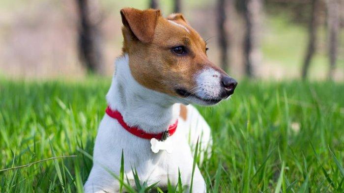 Anjing di Inggris Dilatih untuk Mengidentifikasi Pasien Virus Corona