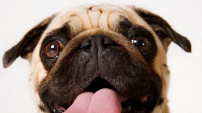 Bakteri Ini Hidup di Mulut Kucing dan Anjing, Dapat Berakibat Fatal Bagi Manusia