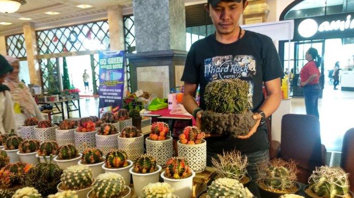 Arif Pamerkan Kaktus Harga Rp 60juta