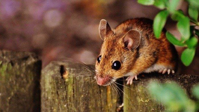 Inilah 20 Arti Mimpi Tentang Tikus, Pertanda Hoki dan Keberuntungan Mendekati Hidup Anda