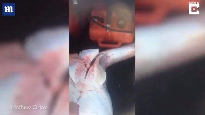 Ada yang Gerak-gerak di Dalam Perut Bangkai Ikan Hiu, Begitu Dibedah Si Nelayan Kaget!