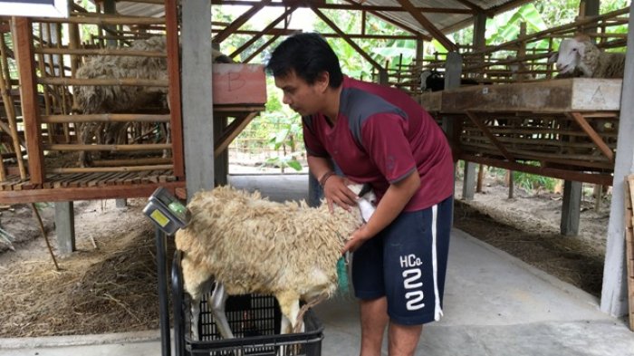 Bayu Jual Hewan Kurban Dengan Sistem Timbang Hidup