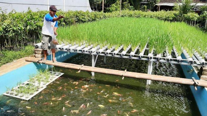 Petani Magelang Tanam Padi di Atas Kolam Ikan : Irit Lahan, Tak Perlu Nyangkul dan Tanpa Bahan Kimia
