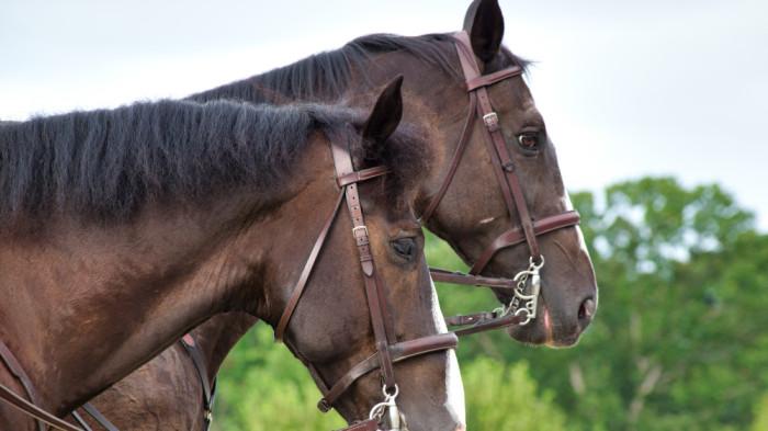 briddle kekang tali reins