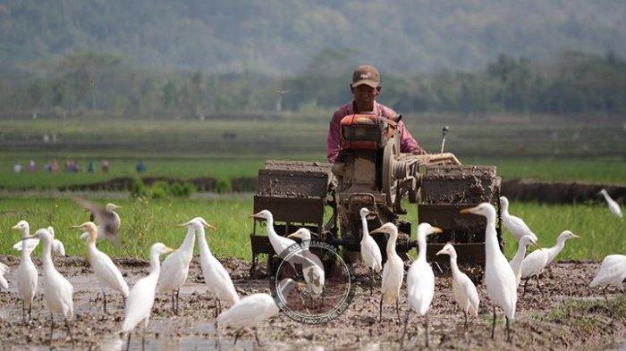 Petani Mengaku Diuntungkan dengan Adanya Burung Kuntul di Dusun Ketingan Sleman