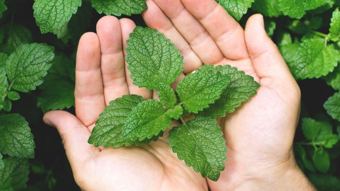 Daun mint (Canva/Anikona)