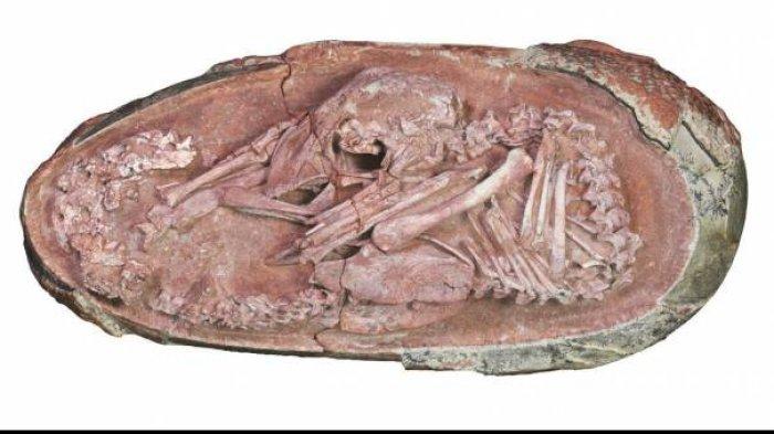 Ilmuwan Temukan Embrio Dinosaurus yang Awet Sempurna