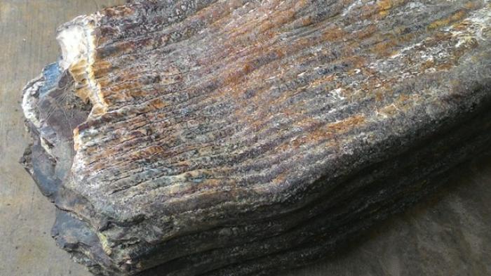 EKSKLUSIF: Fosil Ini Singkap Kehidupan Jutaan Tahun di Dekat Pindul