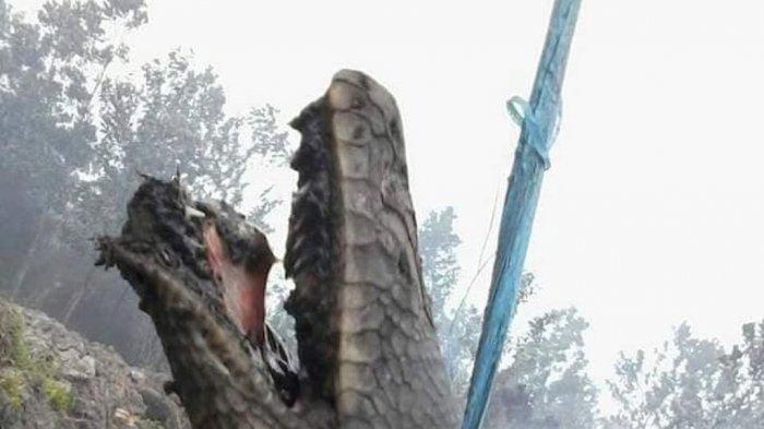 Ular Langka Menjadi Korban Kebakaran Hutan di Kalimantan