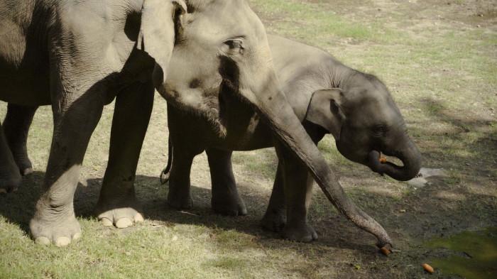 gembira loka gajah