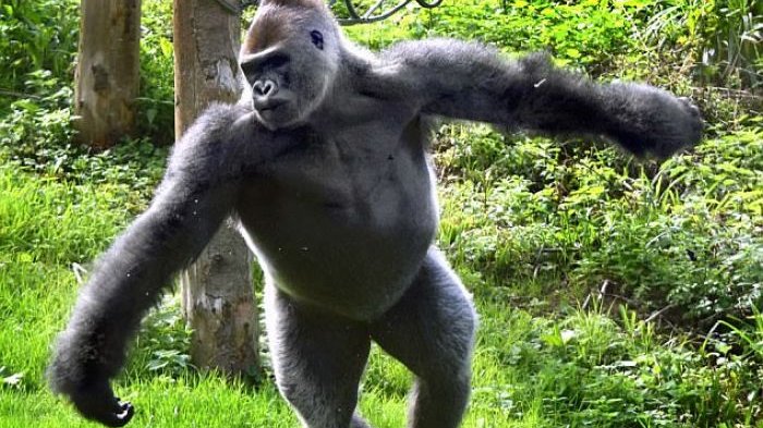 Gorila di Kebun Binatang Atlanta Terpapar Covid-19, Gejalanya Batuk-batuk
