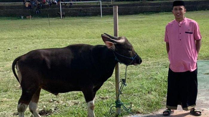Idul Adha, Irfan Jaya Berkurban Seekor Sapi di Kampung Halamannya