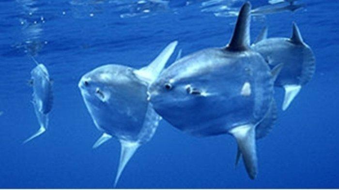 10 Fakta Ikan Mola Mola Seperti yang Ditemukan Terdampar di Ambon