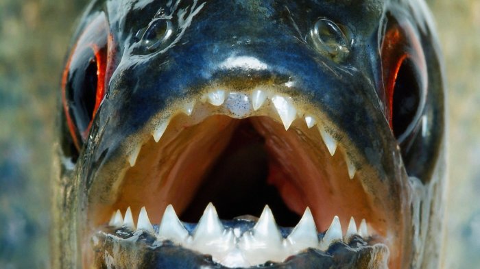 Deretan Serangan Ikan Piranha Paling Mematikan, Luka Menganga Hingga Hanya Sisakan Tulang